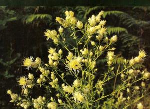 Centaurea messenikolasiana