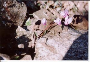 flowers in the rocks