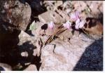 flowers in the rocks